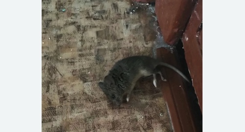 Дезинфекция от мышей в Улан-Удэ